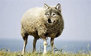 wolf in sheep